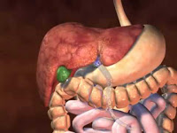 anatomia